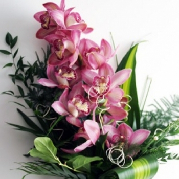 Růžové cymbidium