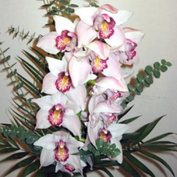 Bílé cymbidium