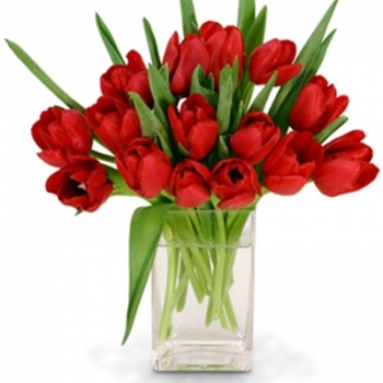 Tulipány