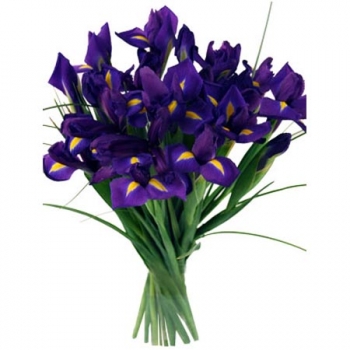 Iris