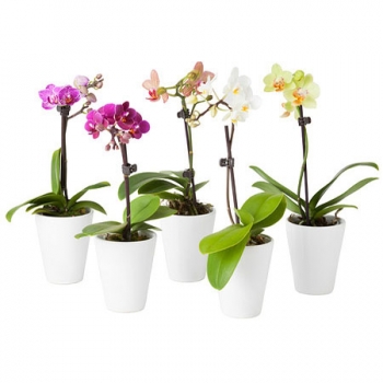 Phalenopsis v květináči