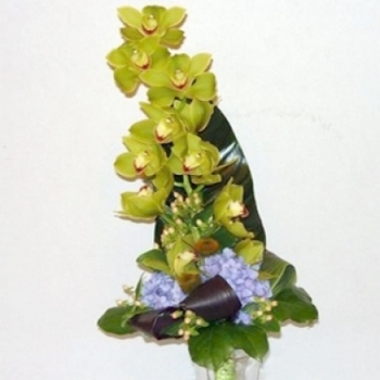 Zelené cymbidium